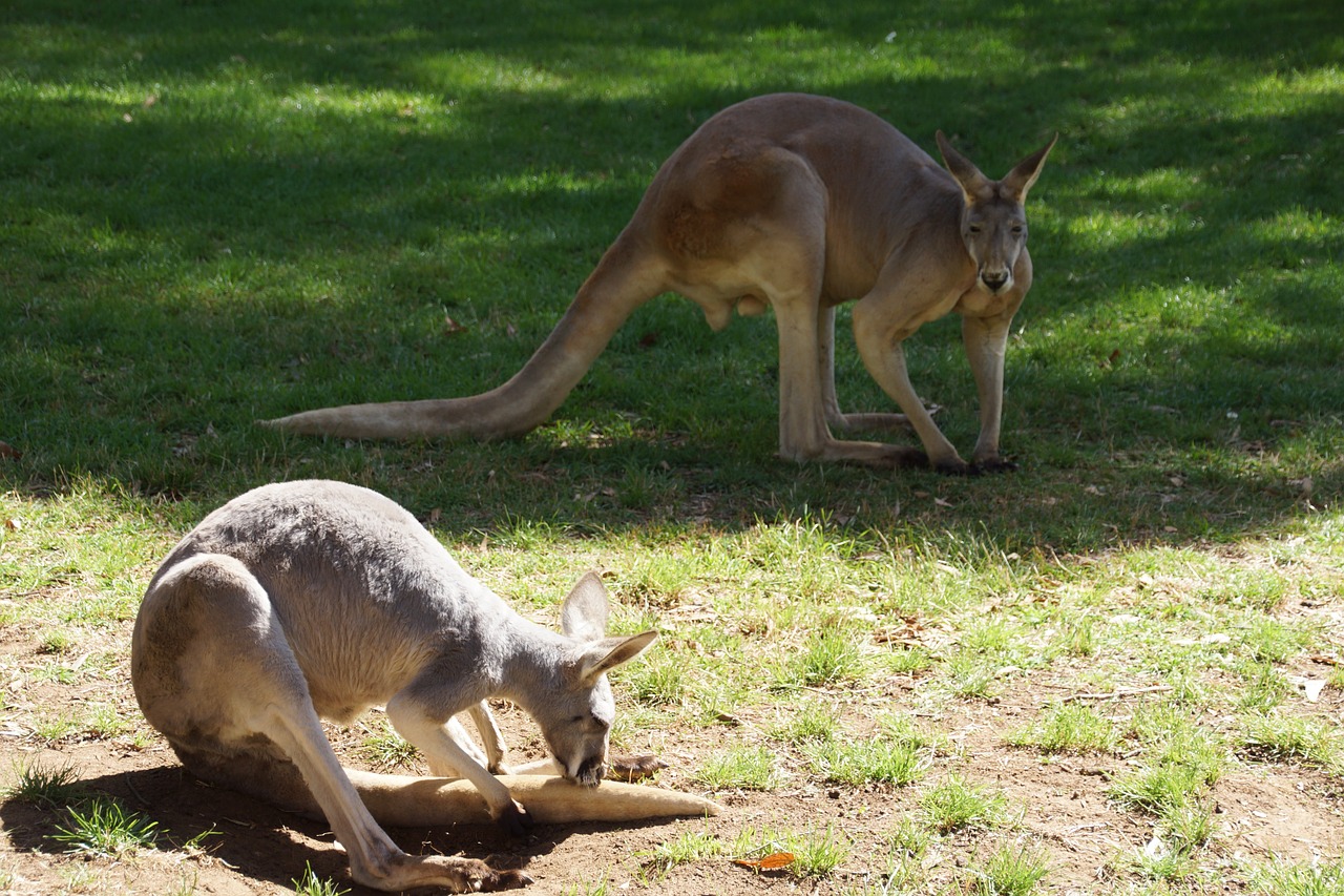 kangaroos couple pre free photo