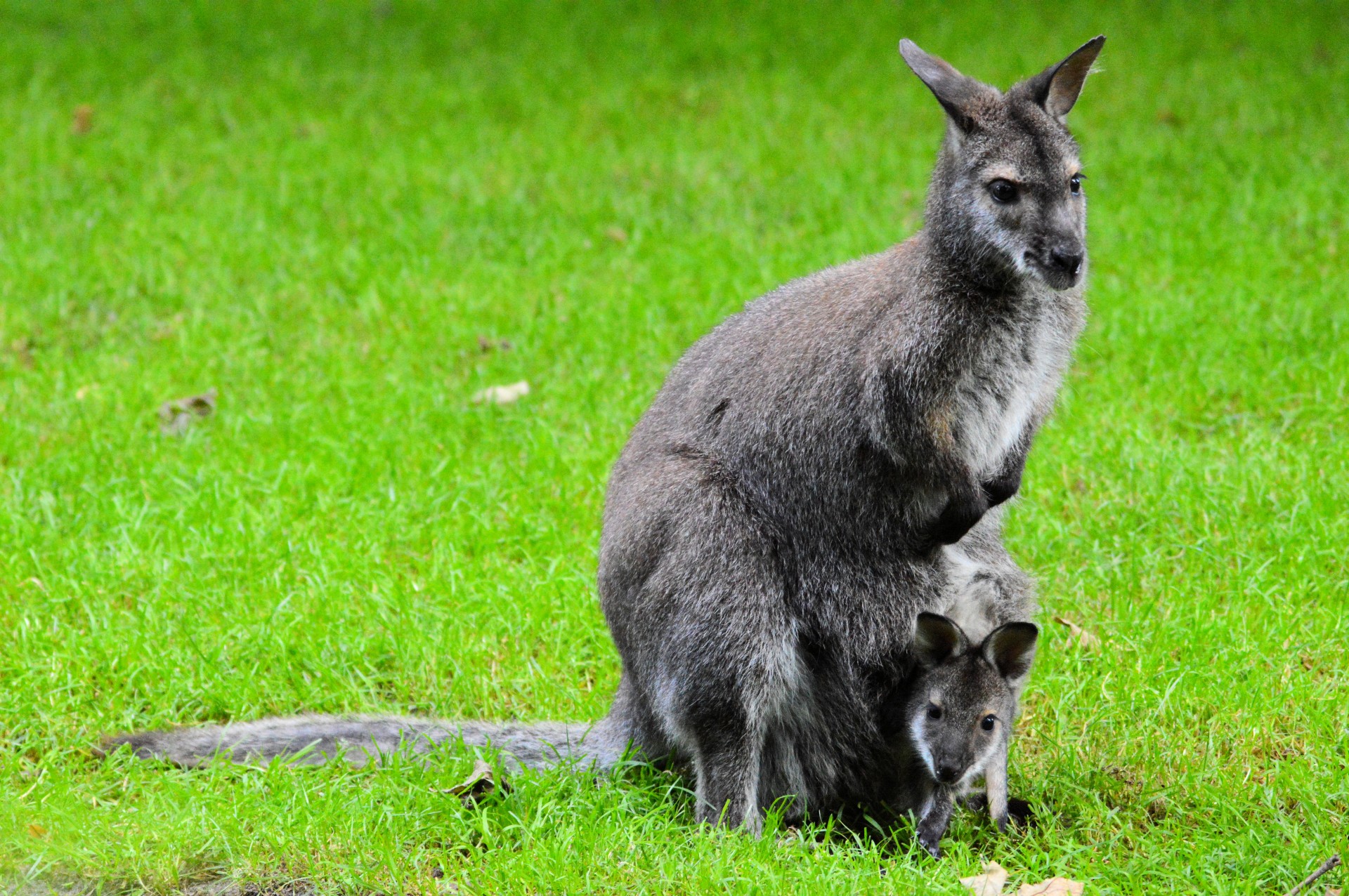 kangaroo marsupial young free photo