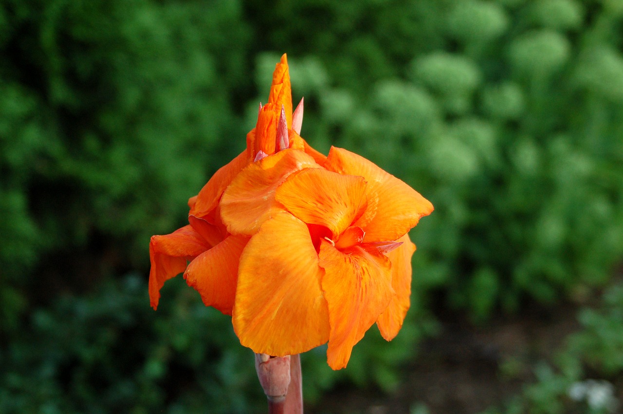 kanna flower summer free photo