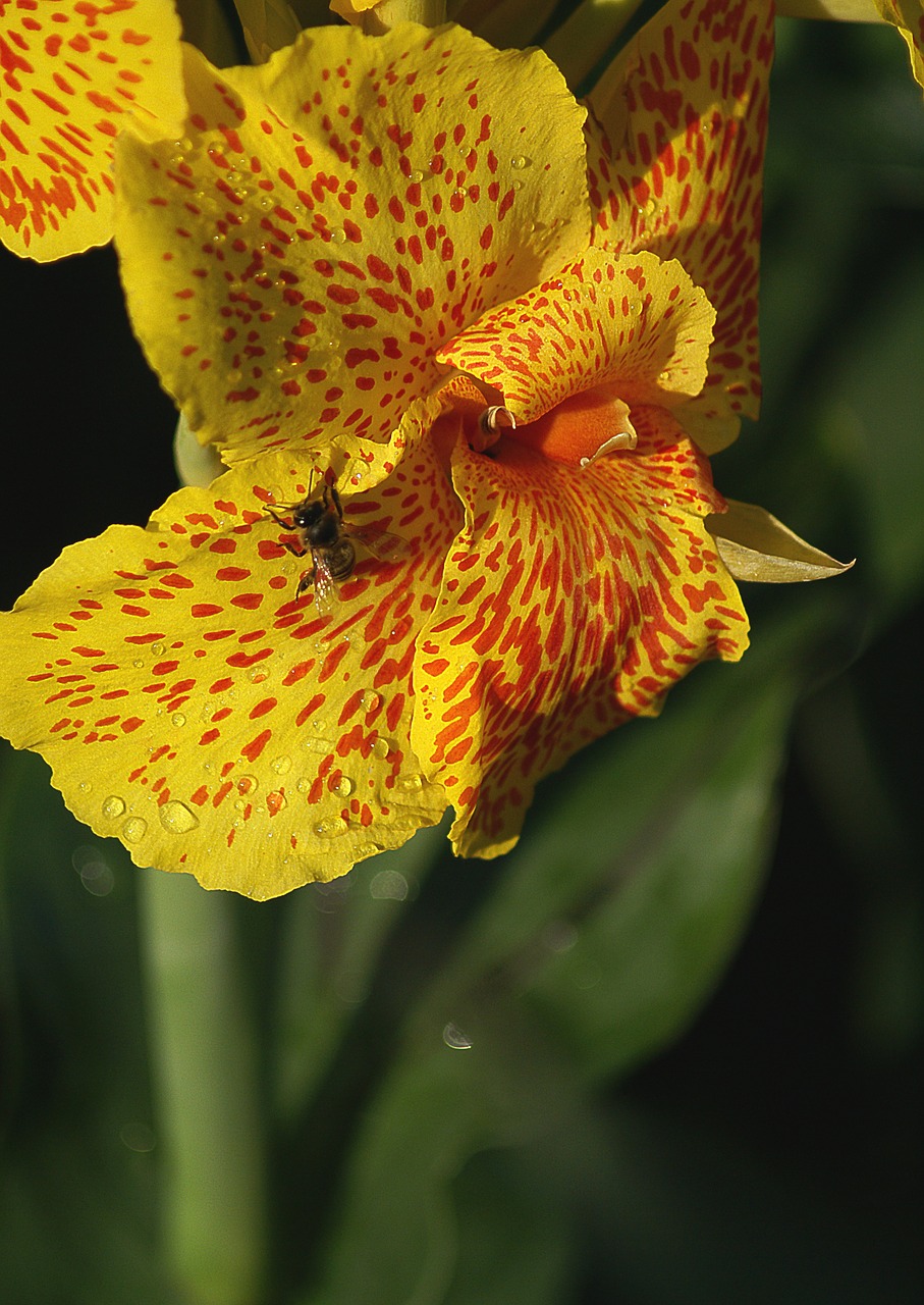 kanna flower plant free photo