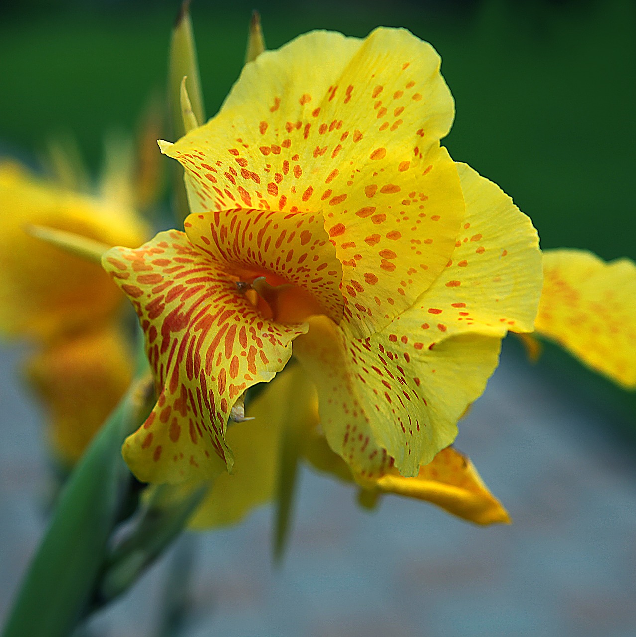 kanna cannae divided flower yellow kiat free photo