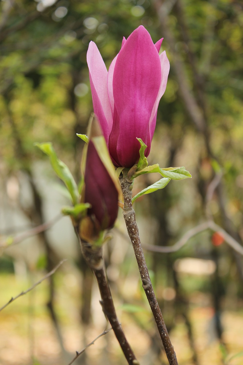 kapok bud magnolia free photo