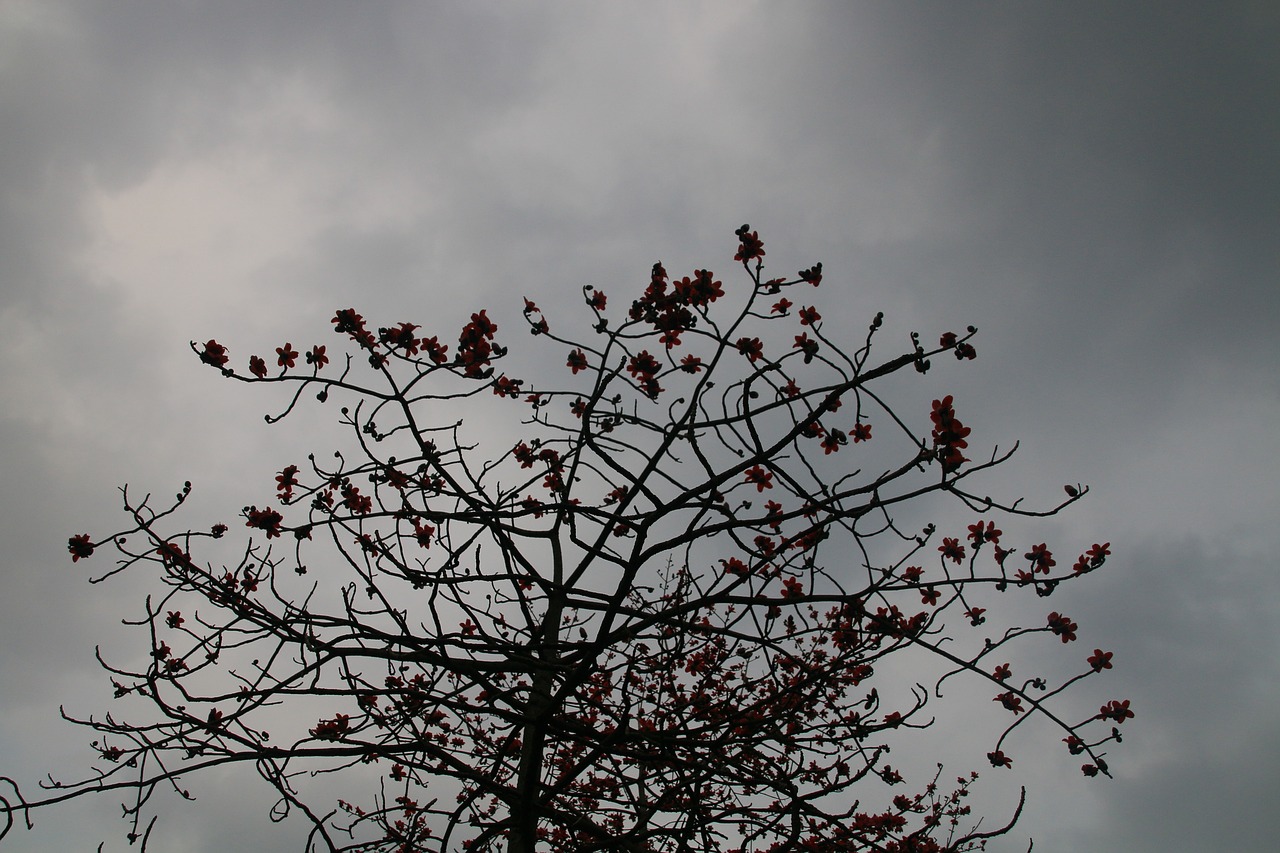 kapok cloudy day mood free photo