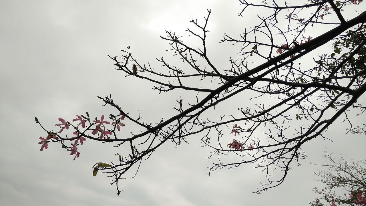 kapok flower dark free photo