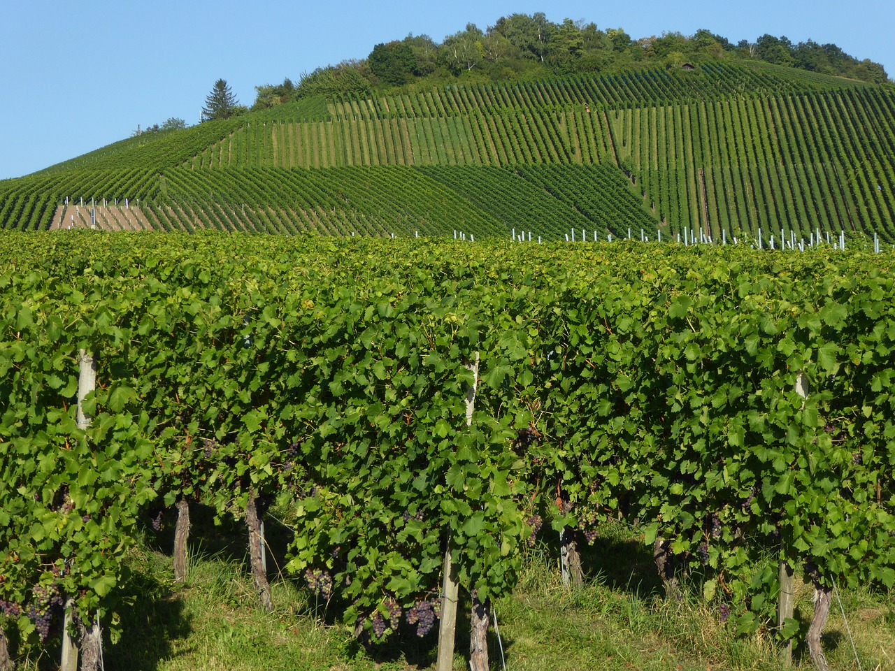 kappel mountain wine fellbach free photo