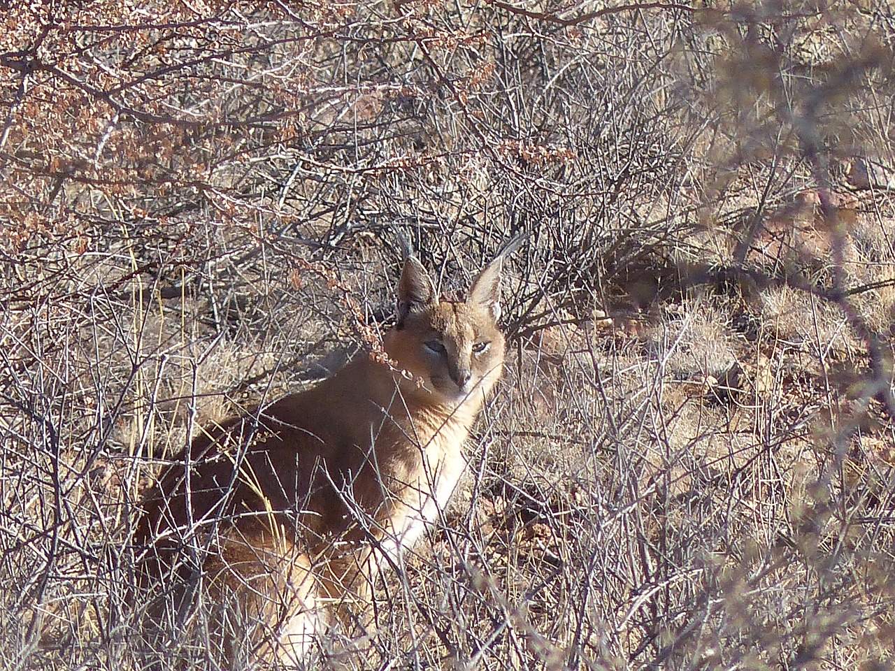 karakal lynx wildcat free photo