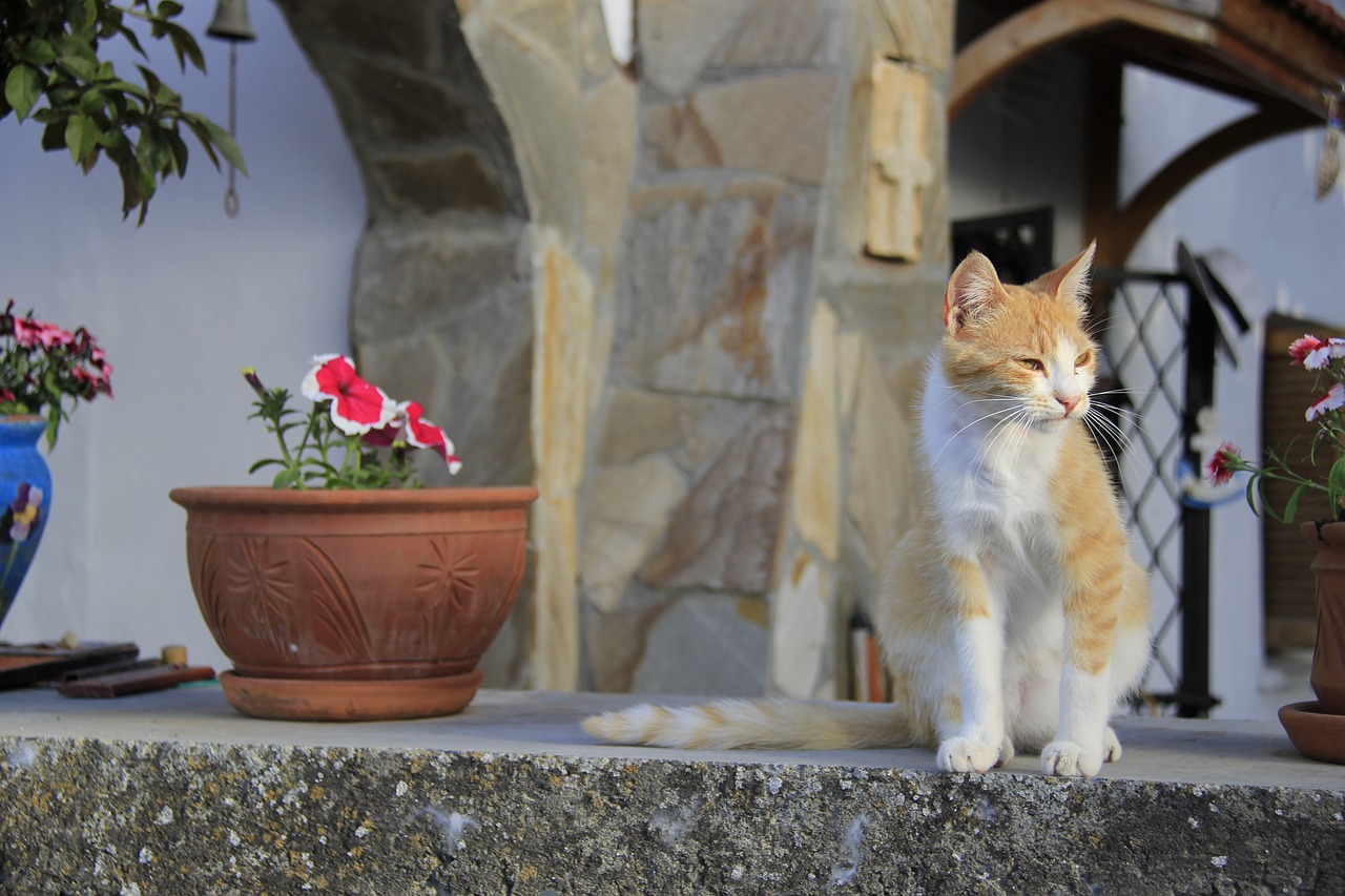 karaman village north cyprus cat free photo