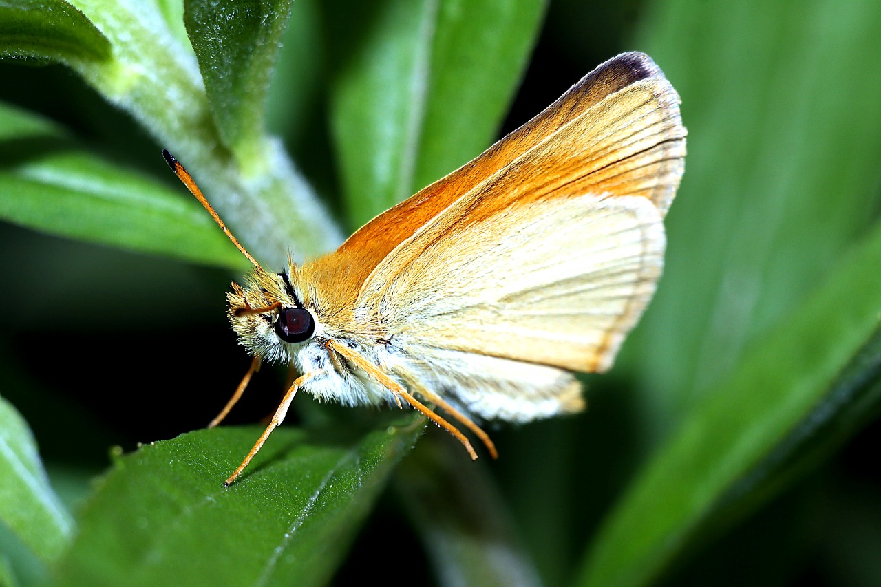 karłatek  insect  butterfly free photo