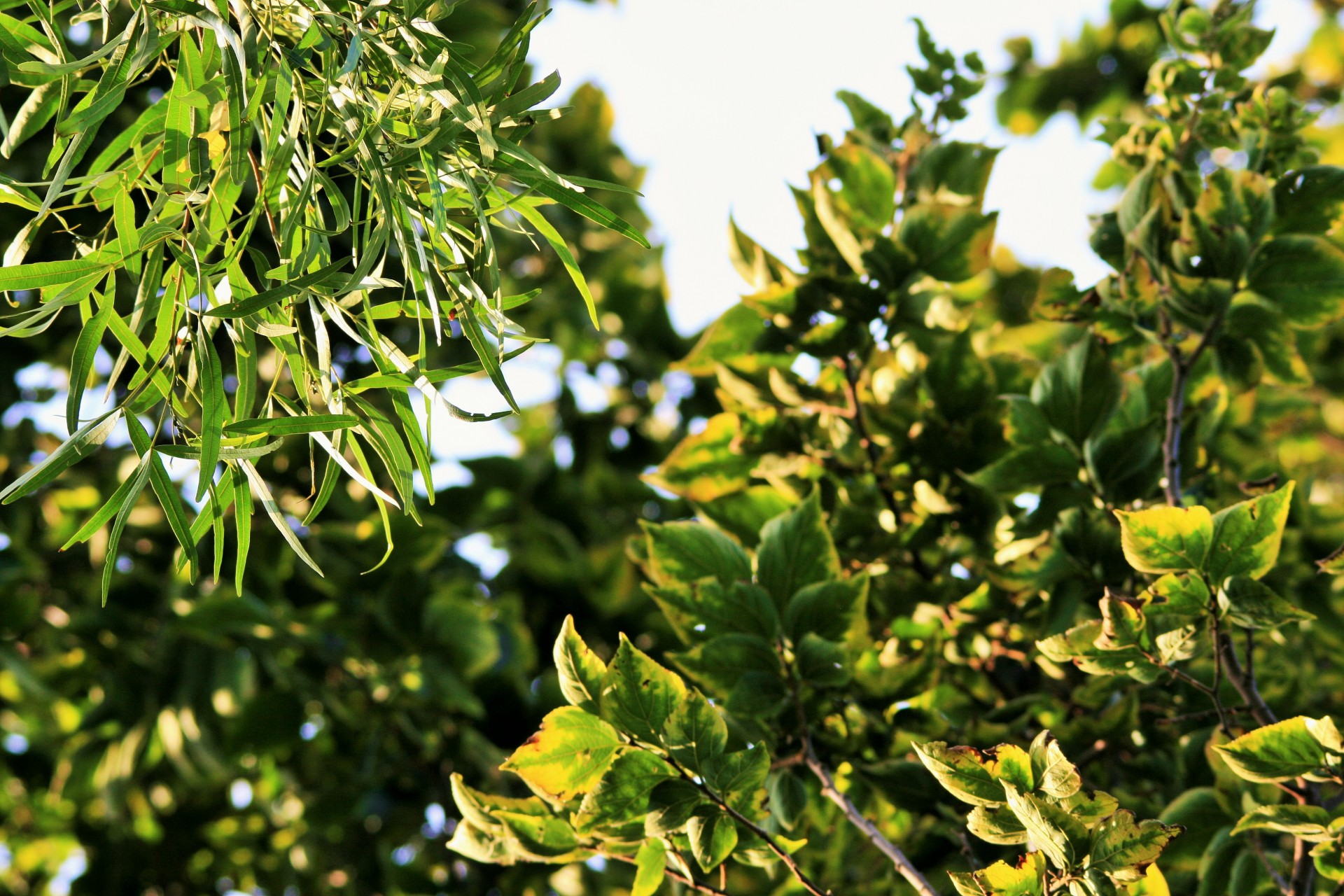 trees foliage karee free photo