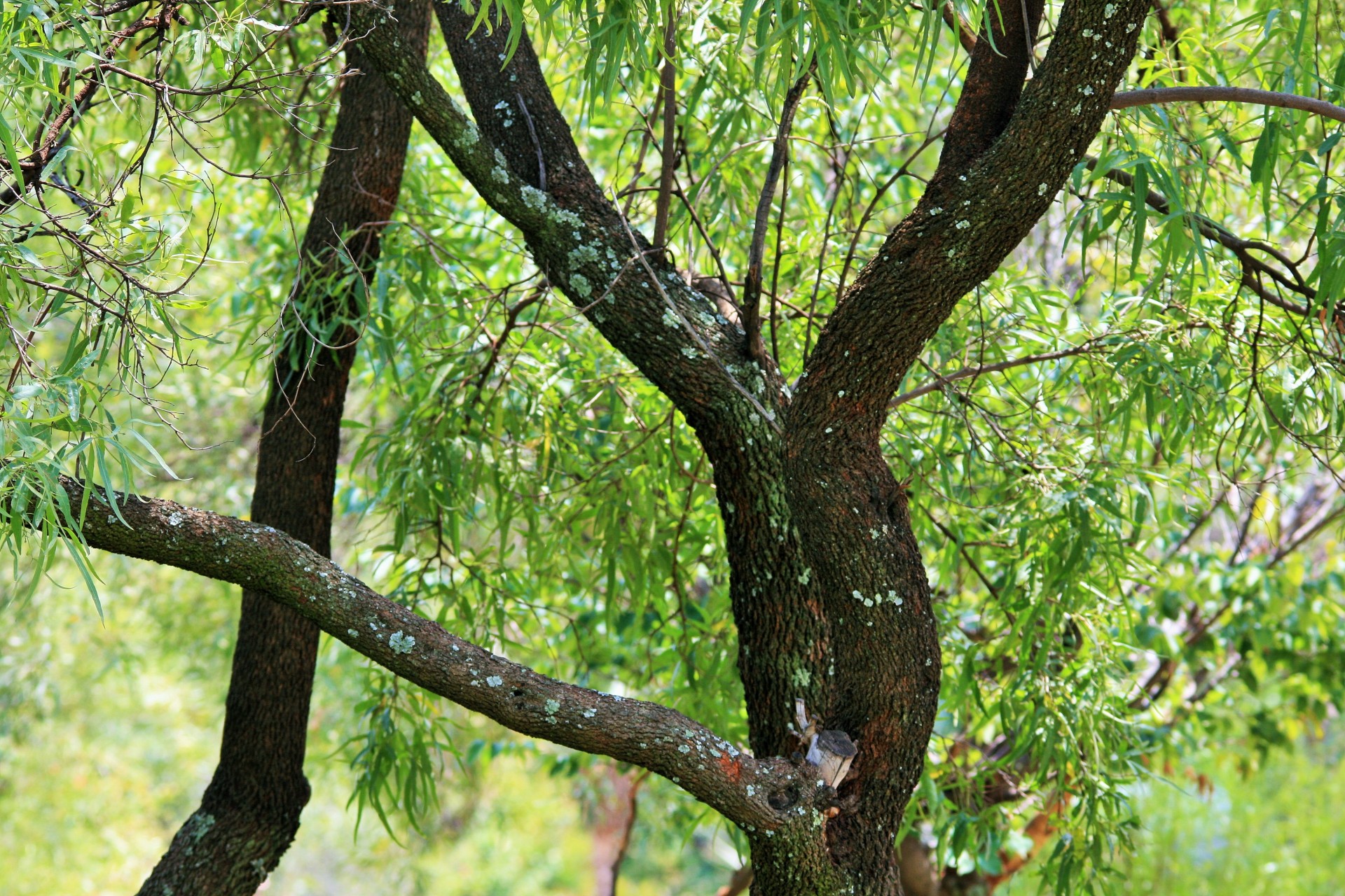 tree karee branches free photo