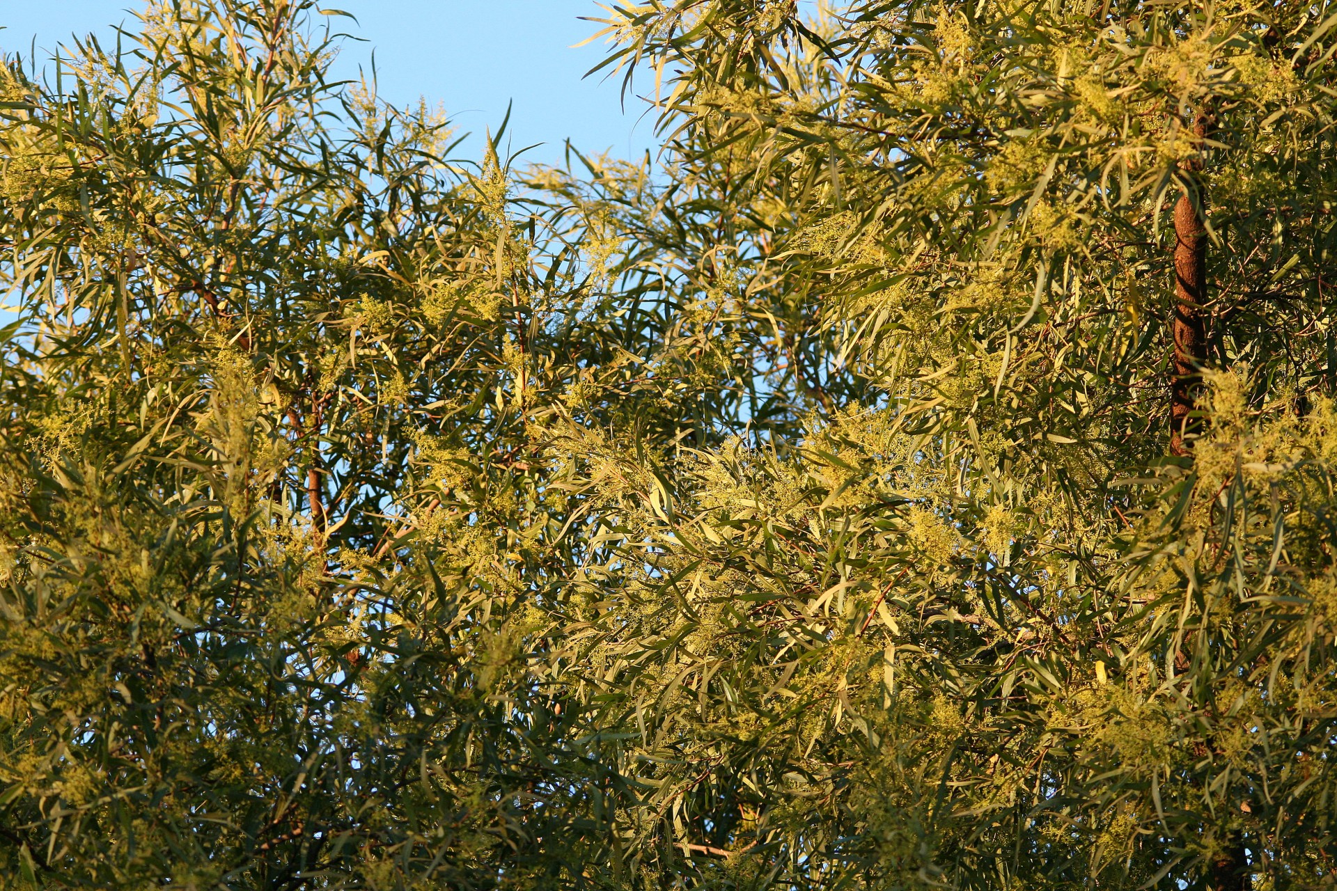 tree leaves seed free photo