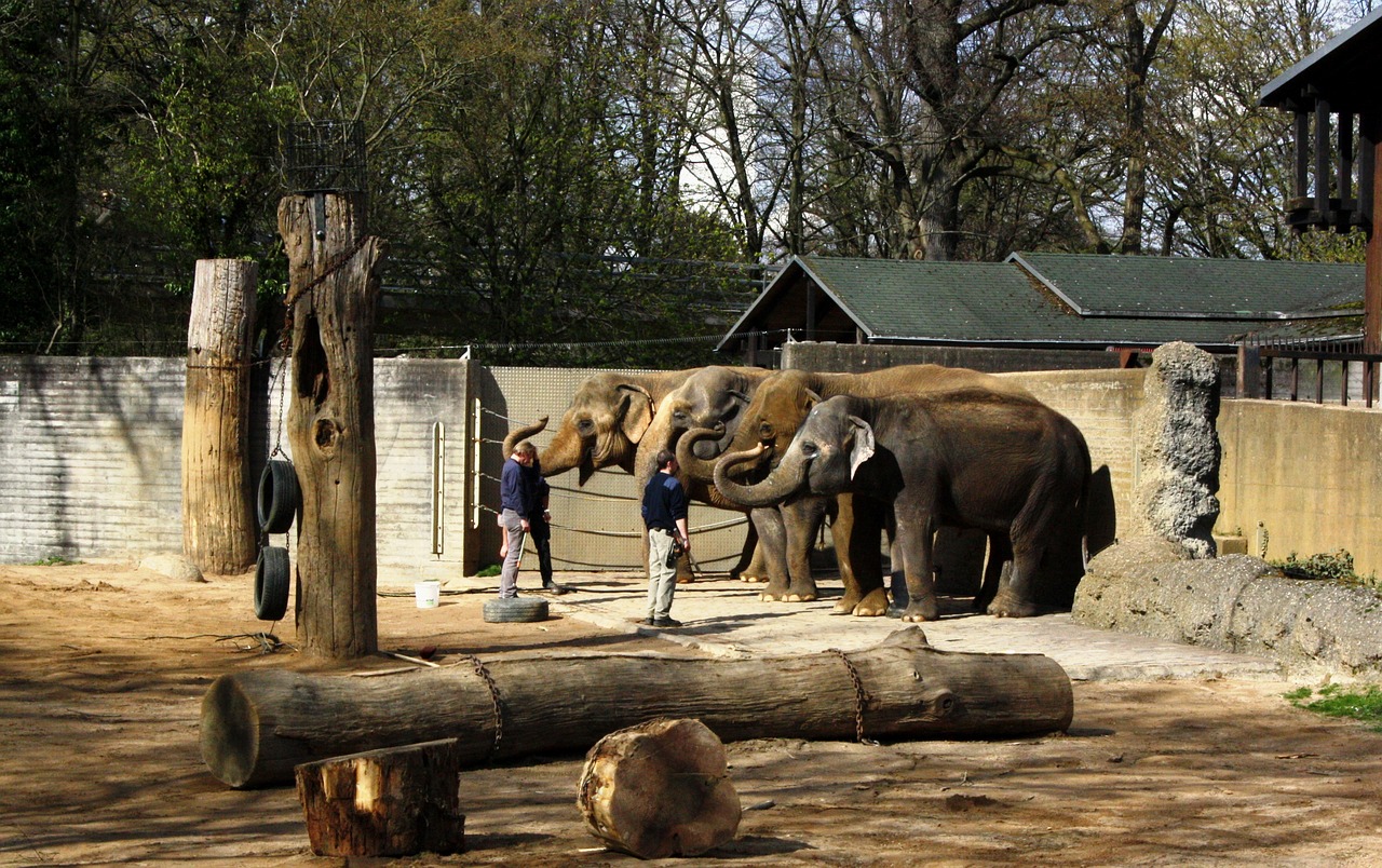 zoo karlsruhe elefanten streicheln