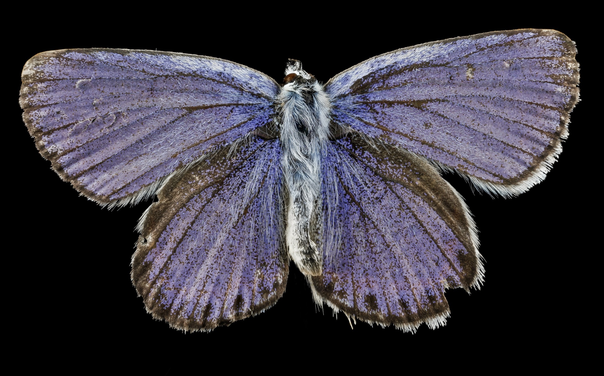 karner blue butterfly insect free photo