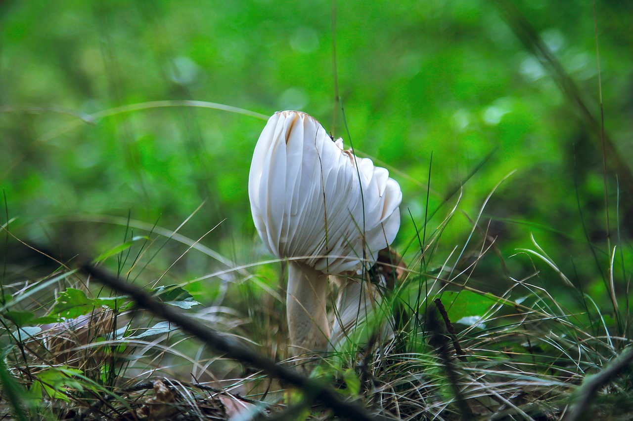 karuizawa mushroom green free photo