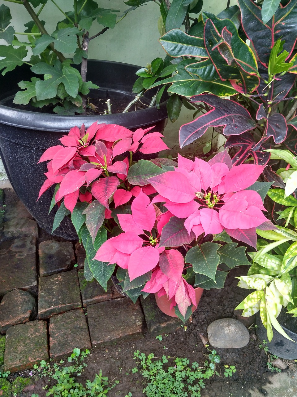 kastuba poinsettia plant free photo