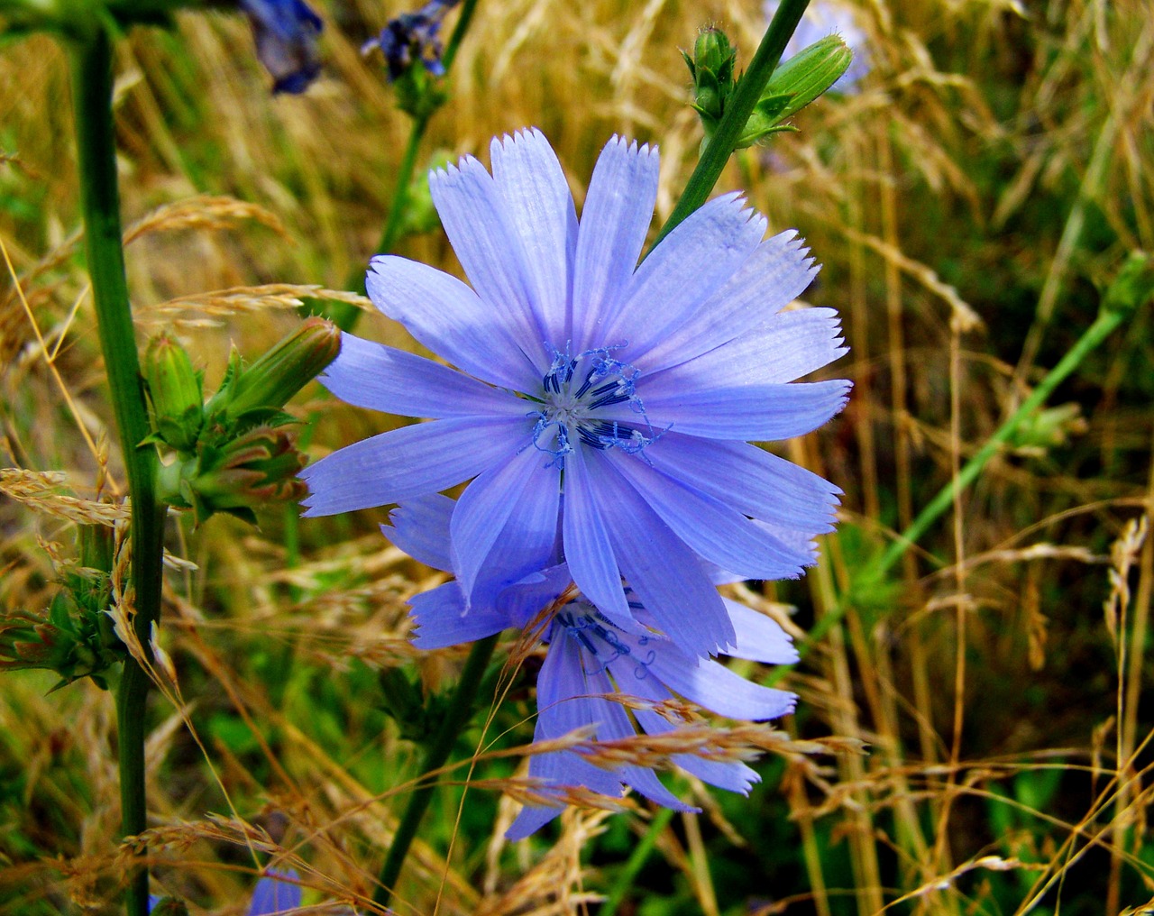 katángkóró meadow flower nature free photo