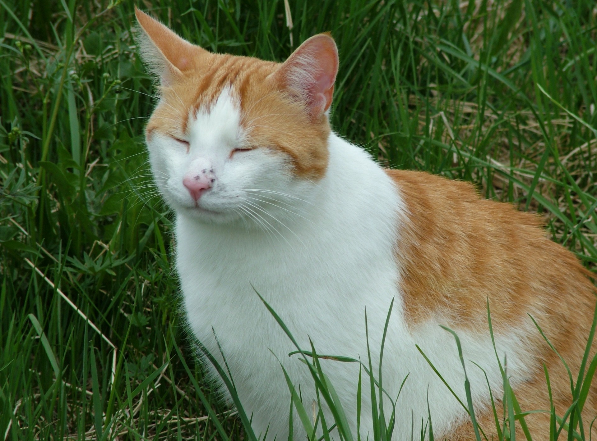 animal cat grass free photo