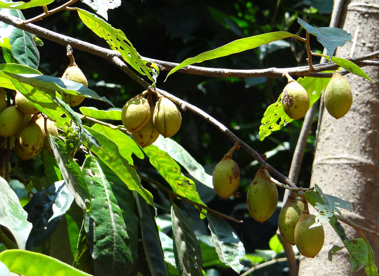 Download free photo of Kathalekan marsh nut,tree,critically endangered ...