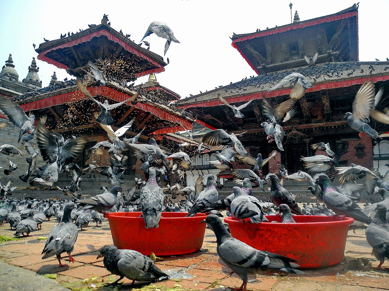 kathmandu nepal birds free photo