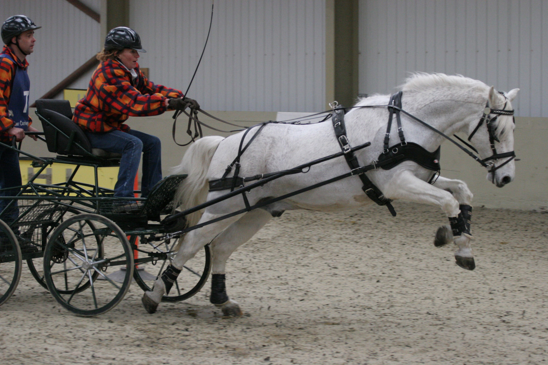 horse pony indoor driving trials free photo