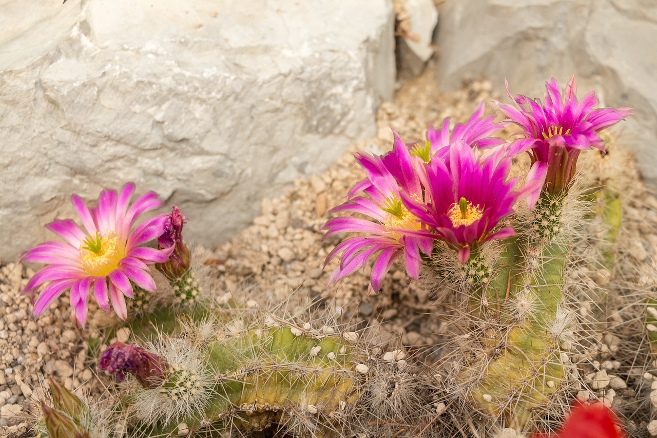 katkus blossom bloom free photo