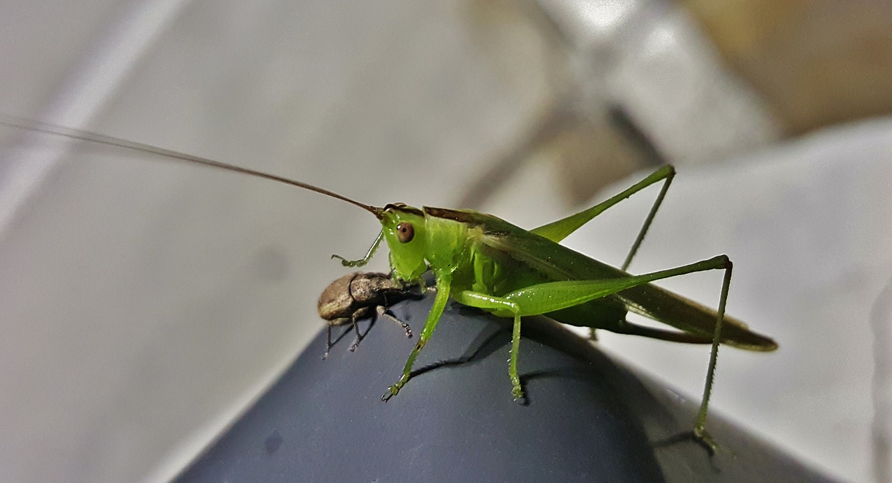 katydid meadow katydid grasshopper free photo