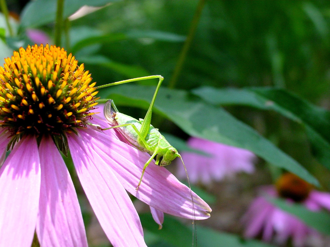 katydid flower coneflower free photo