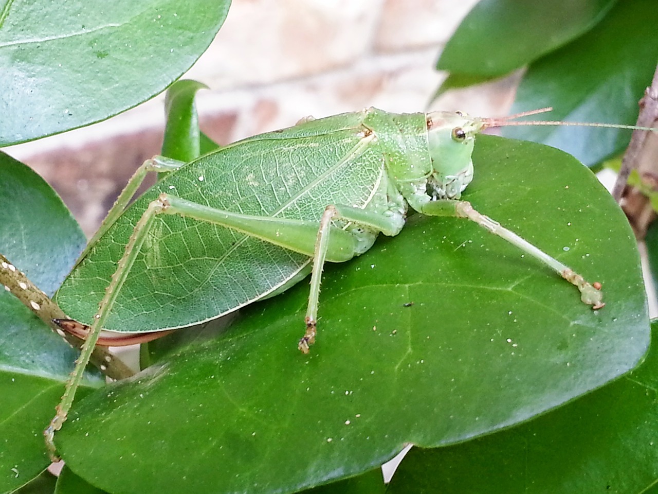 katydid grasshopper leaf-grasshopper free photo