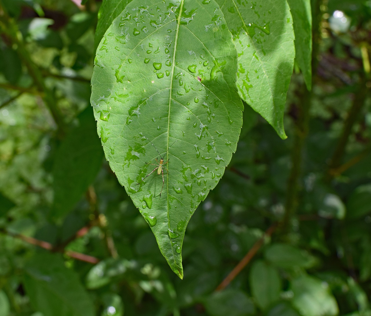 katydid nymph on wet leaf katydid bush cricket free photo