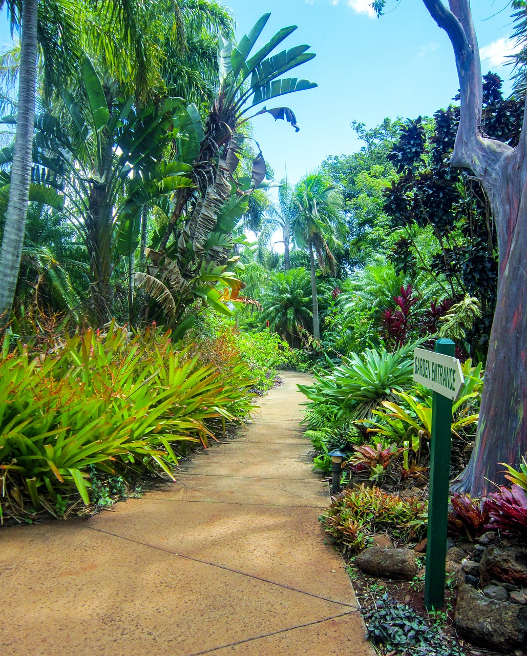 kauai hawaii botanical garden free photo