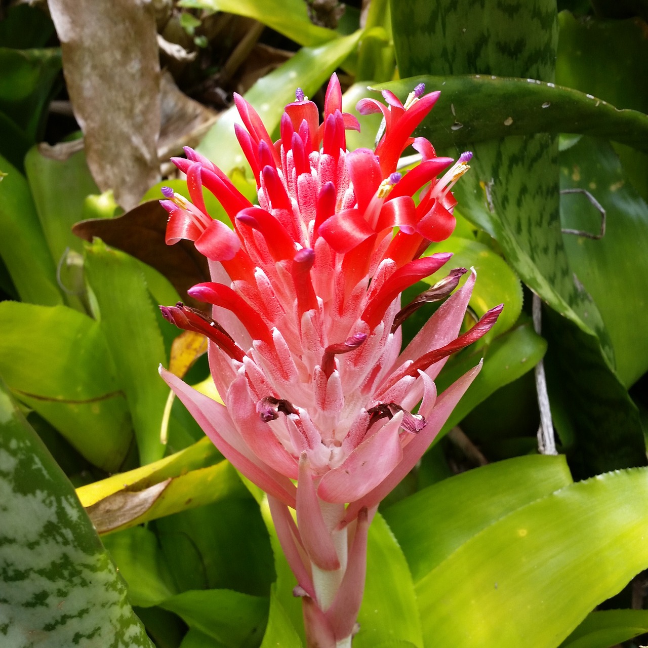 kauai hawaii flowers free photo