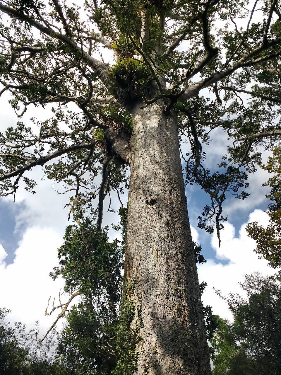 kauri nature zealand free photo