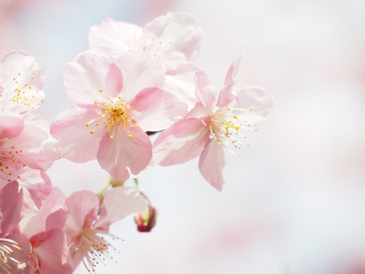 kawazu cherry blossom cherry flowers free photo