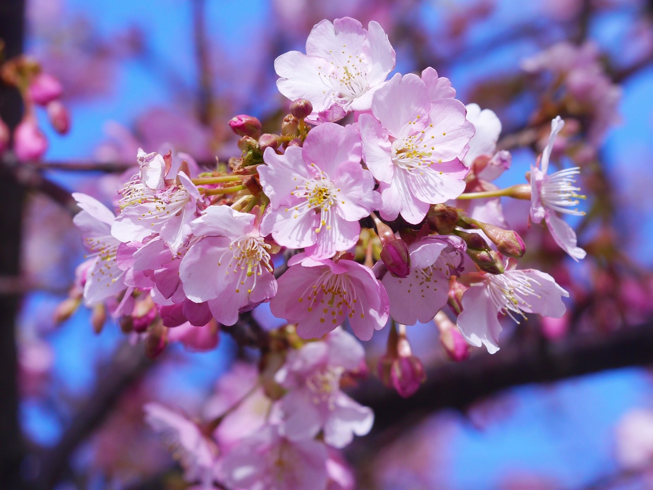 kawazu cherry blossom miura cherry free photo