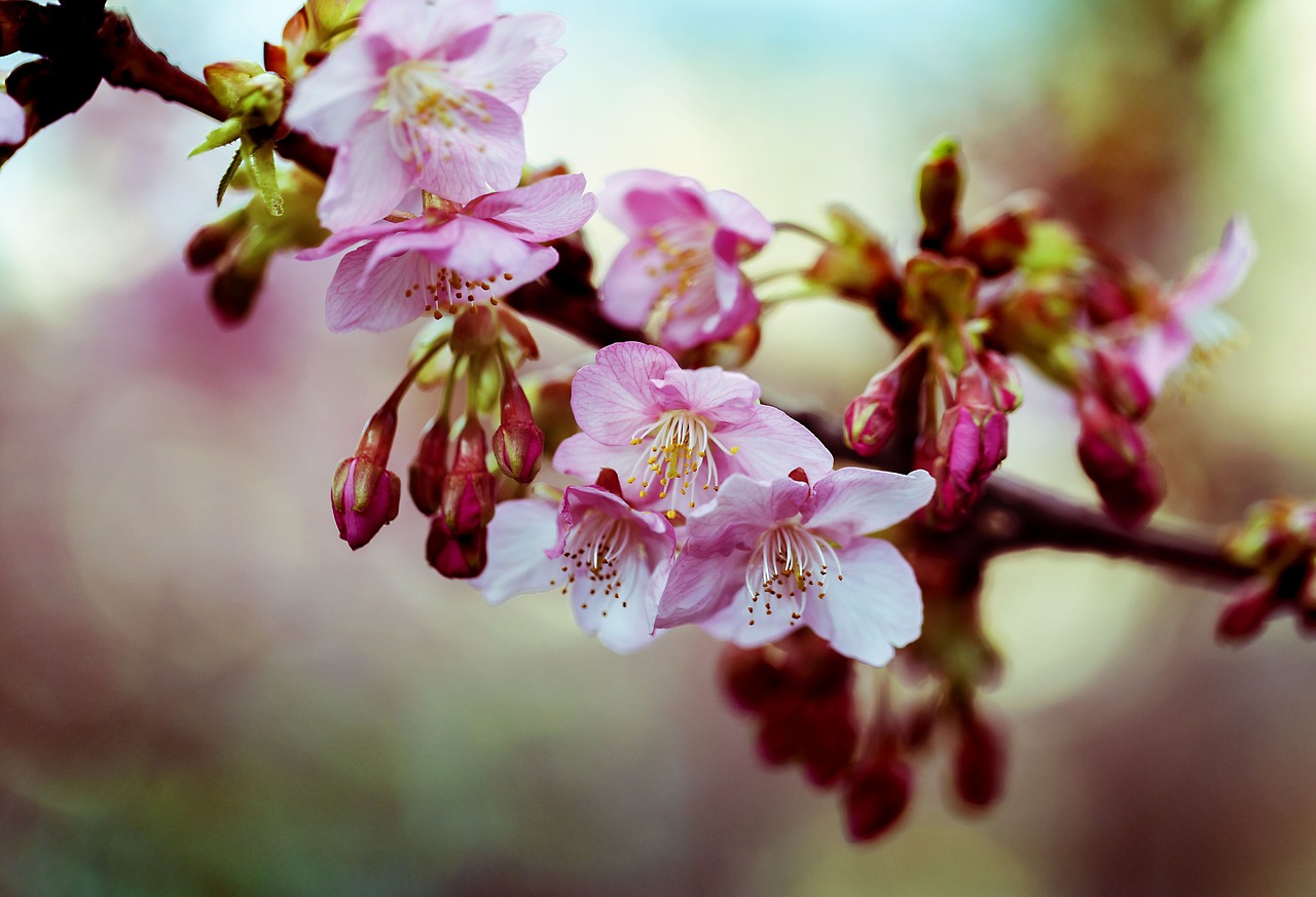 kawazu cherry blossom spring flowers free photo