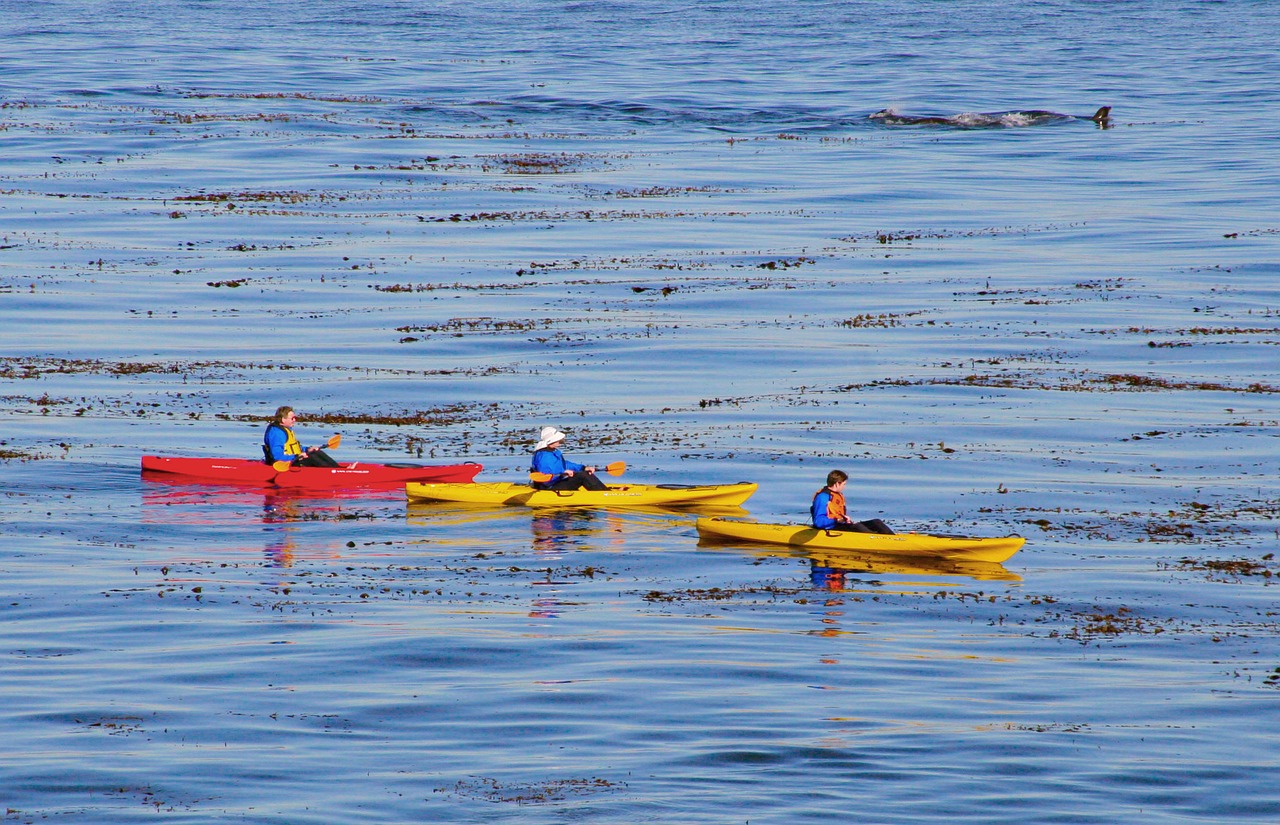 kayak boat ocean free photo