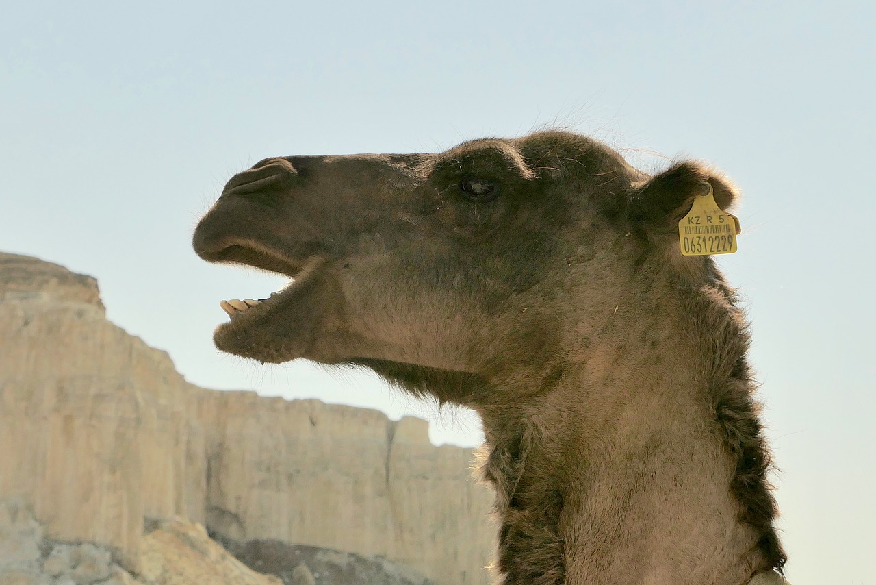 kazakhstan camel desert free photo