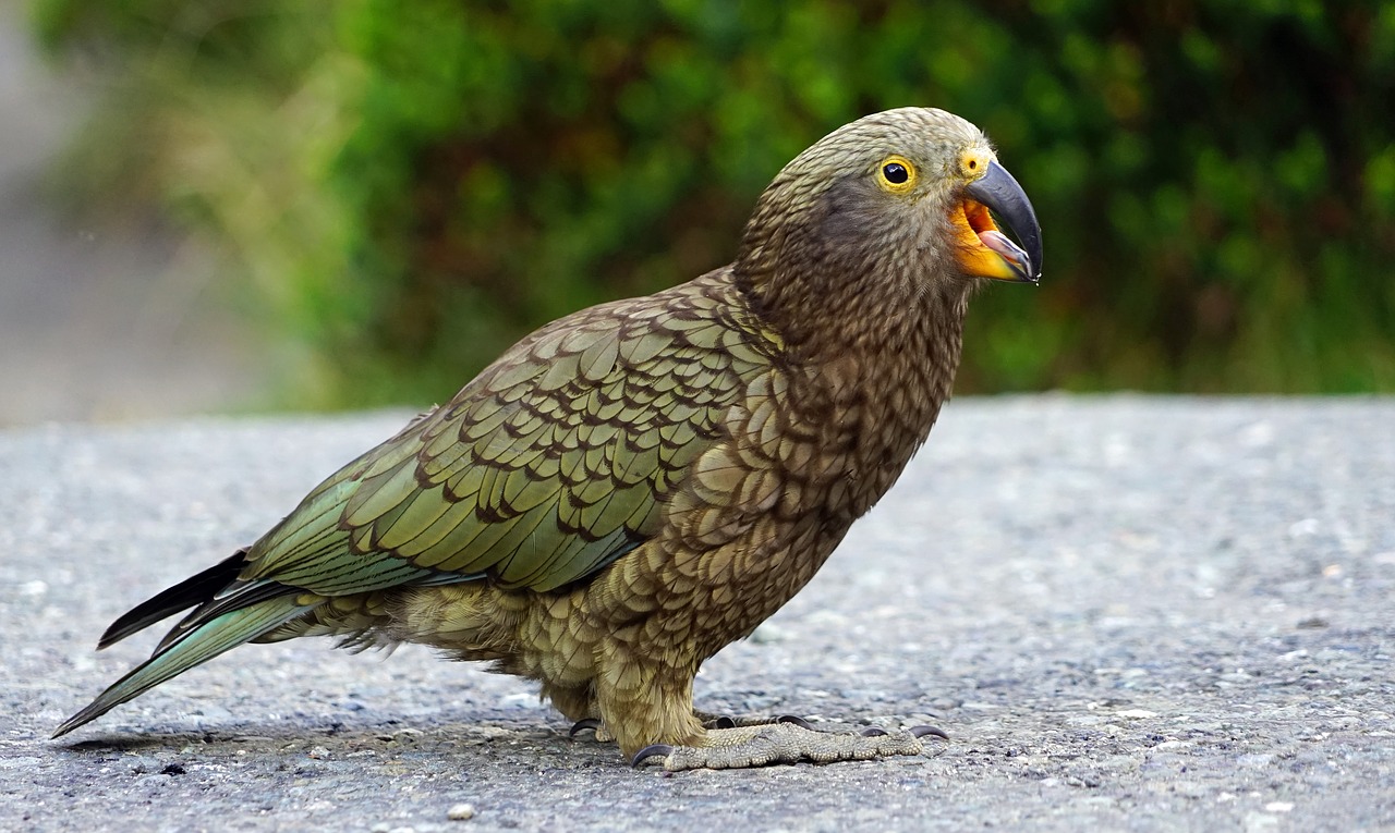 kea mountain parrot cheeky free photo