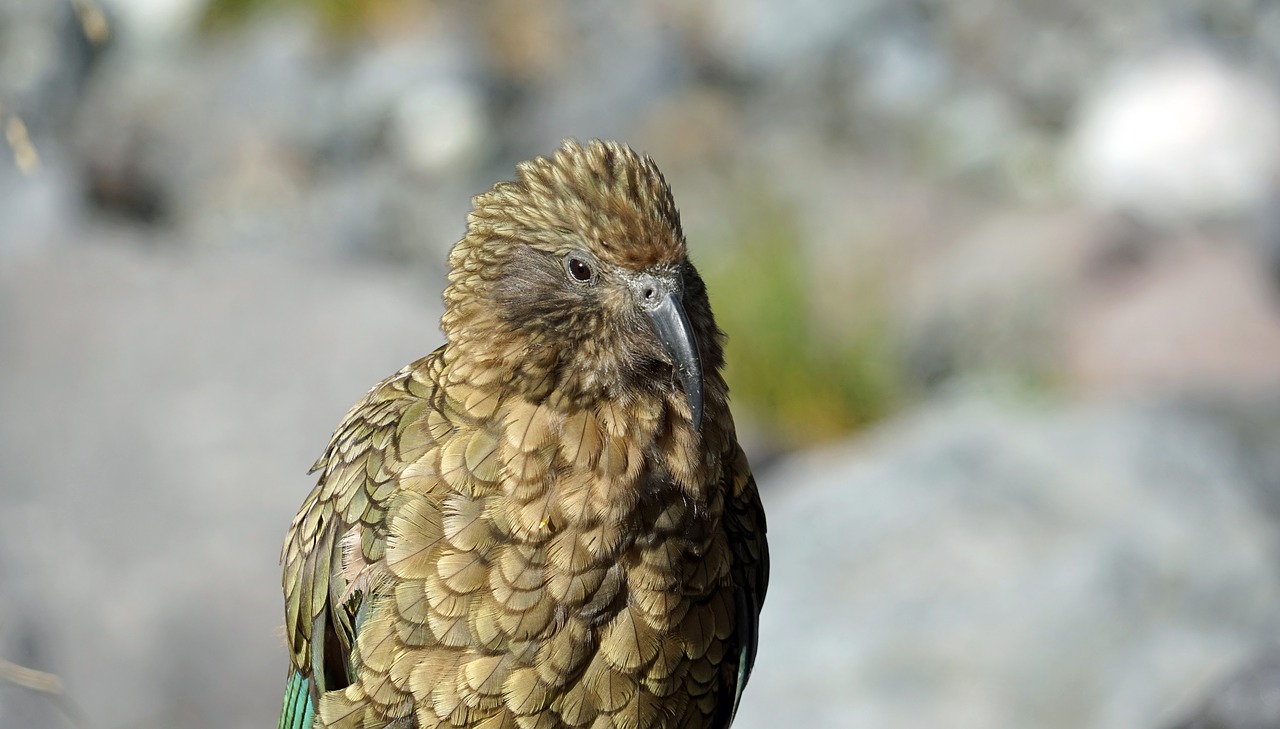 kea head mountain parrot free photo