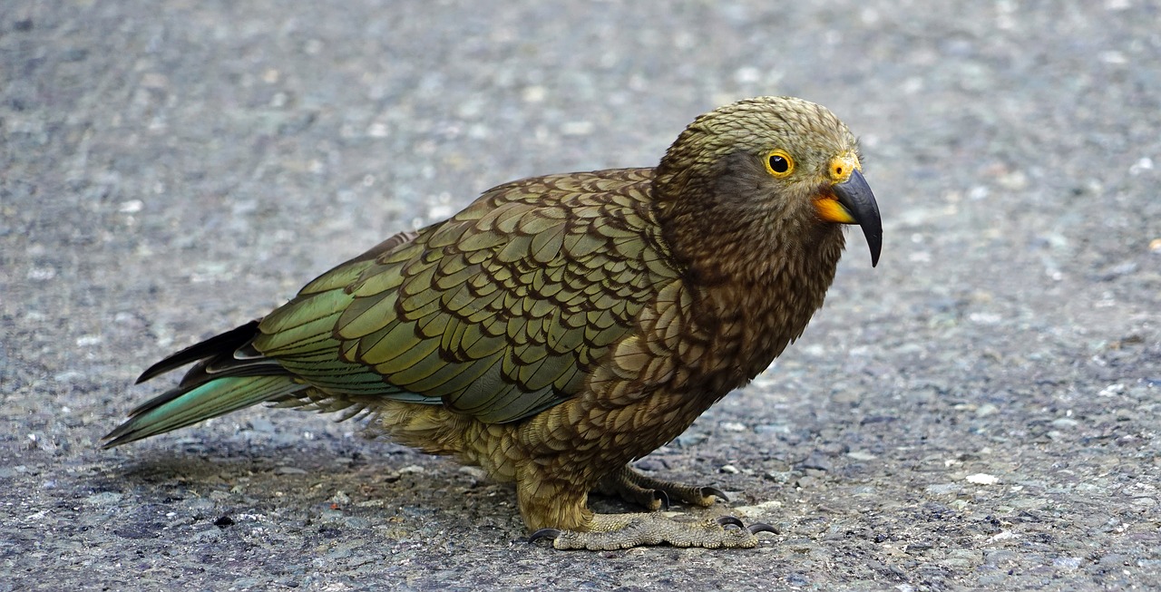 kea mountain parrot parrot free photo