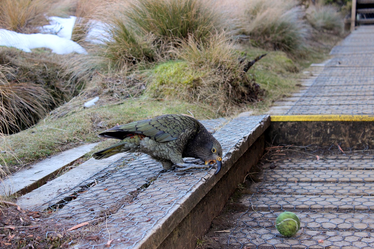 kea parrot mountain parrot free photo