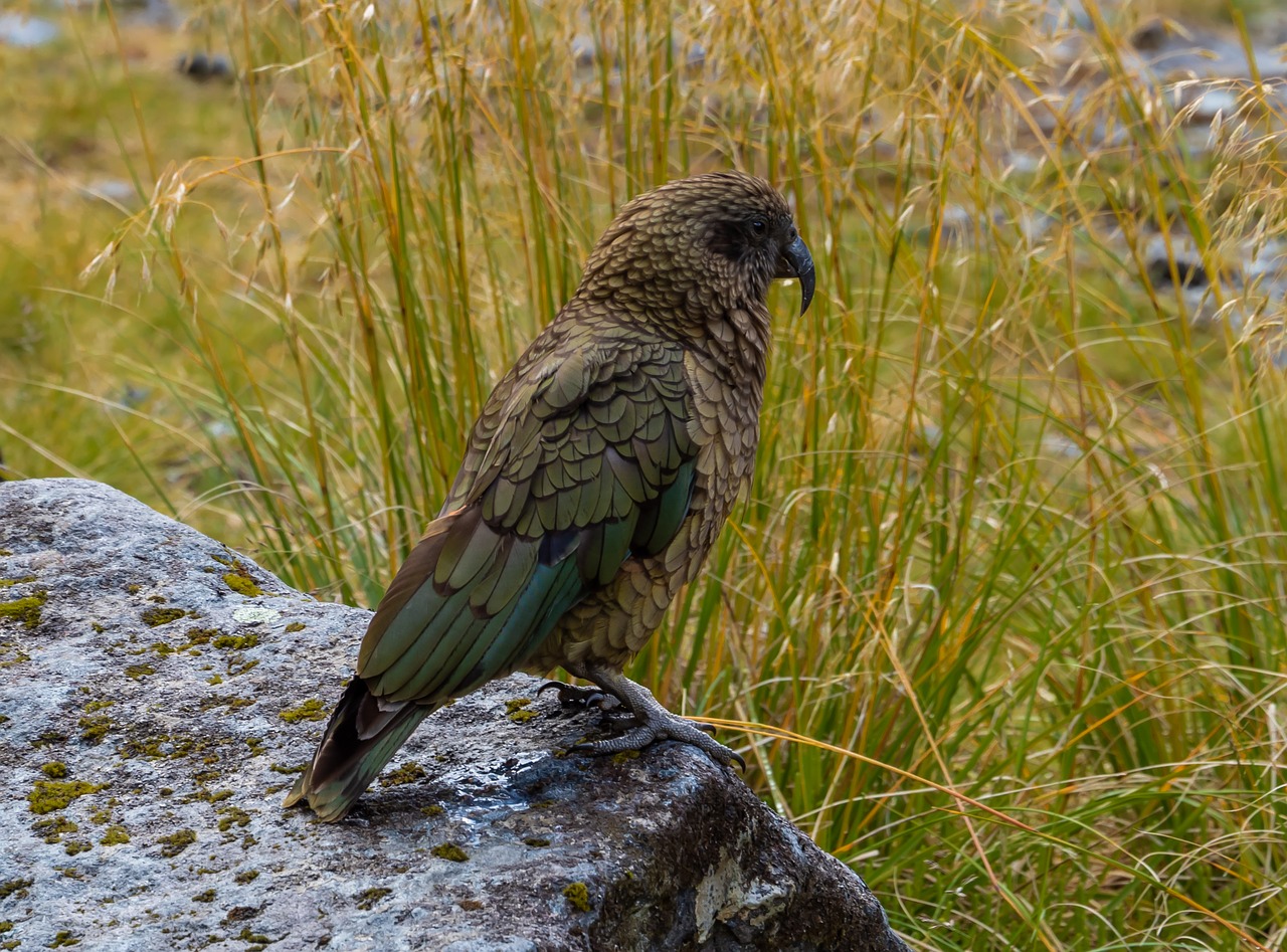 kea  bird  nature free photo