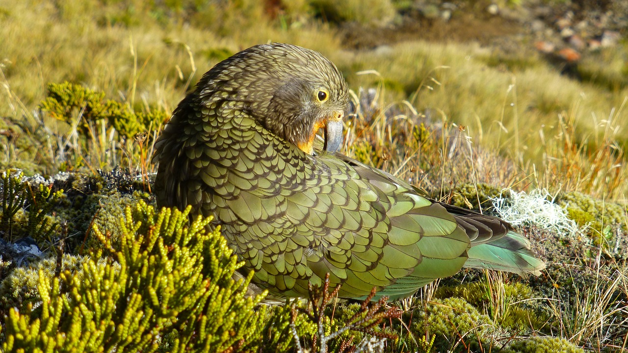 kea parrot new zealand free photo