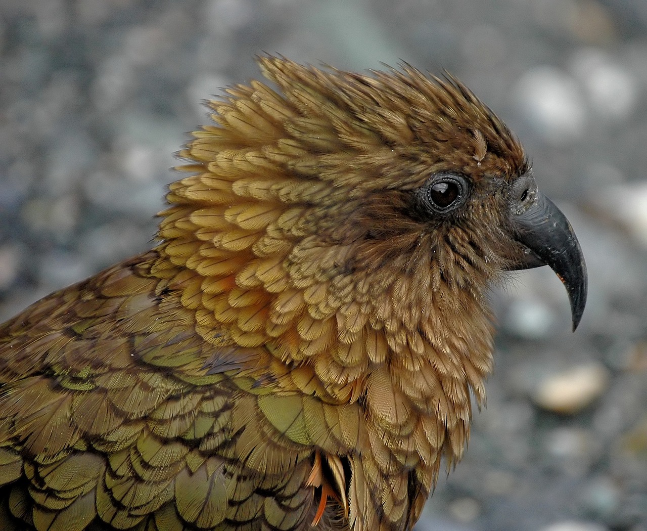 kea new zealand parrot free photo