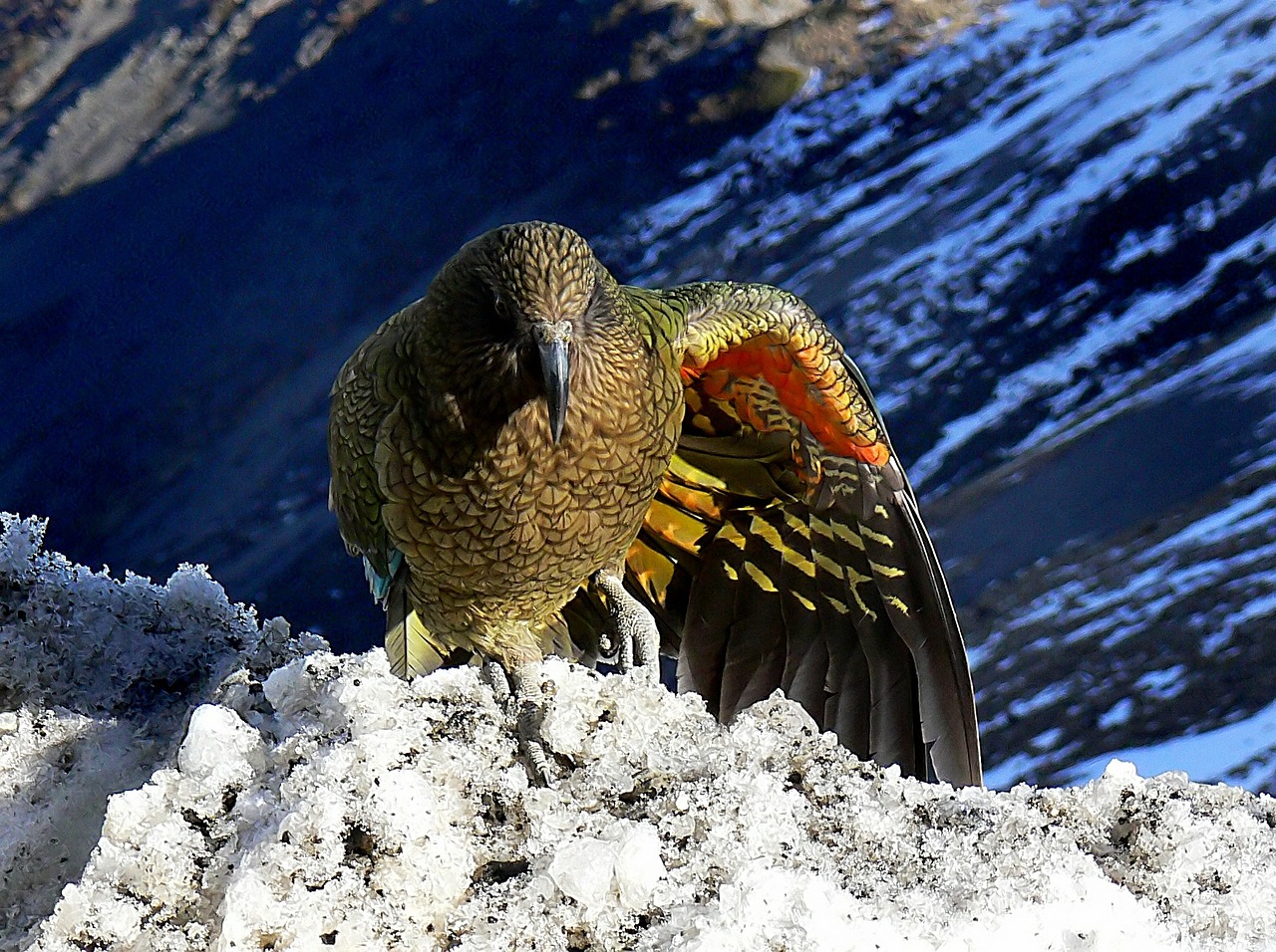 kea bird parrot free photo