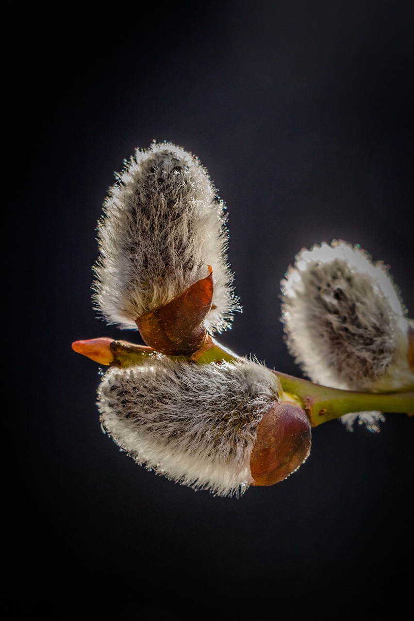 kecskefűz salix caprea willow free photo