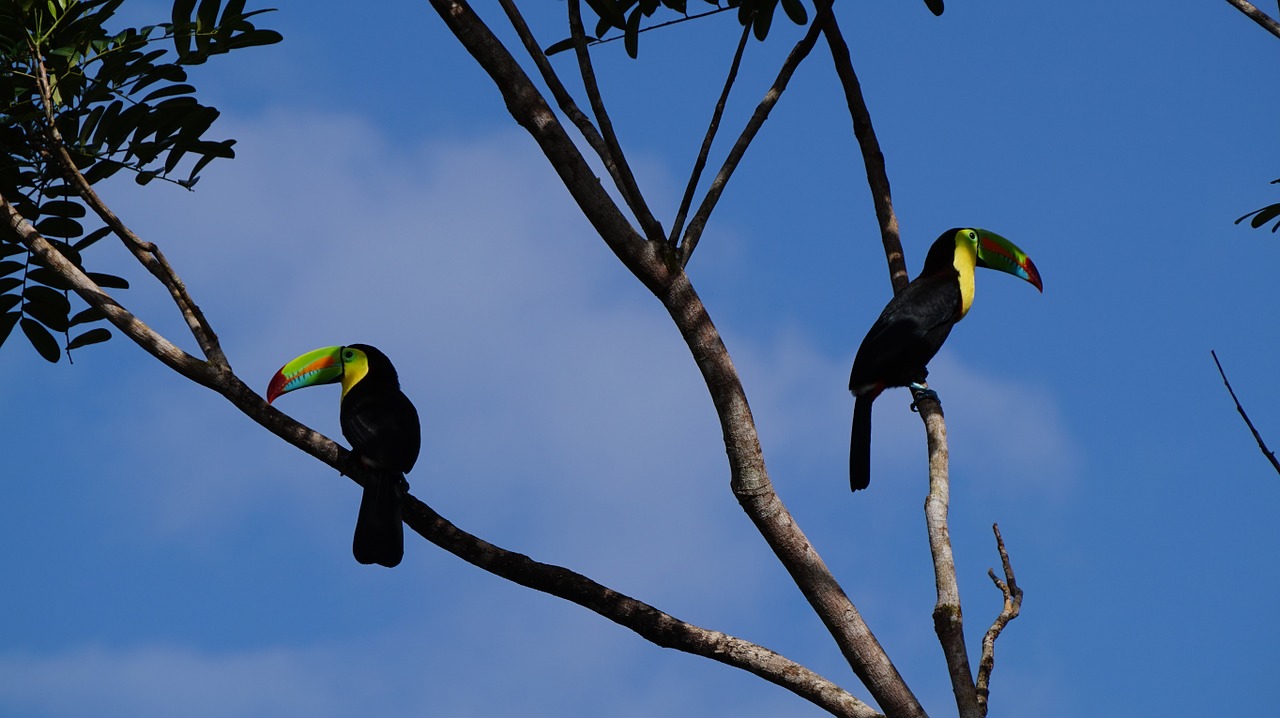 keel billed toucan jungle costa rica free photo