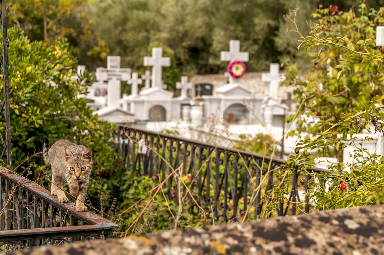 cemetery cat feline free photo