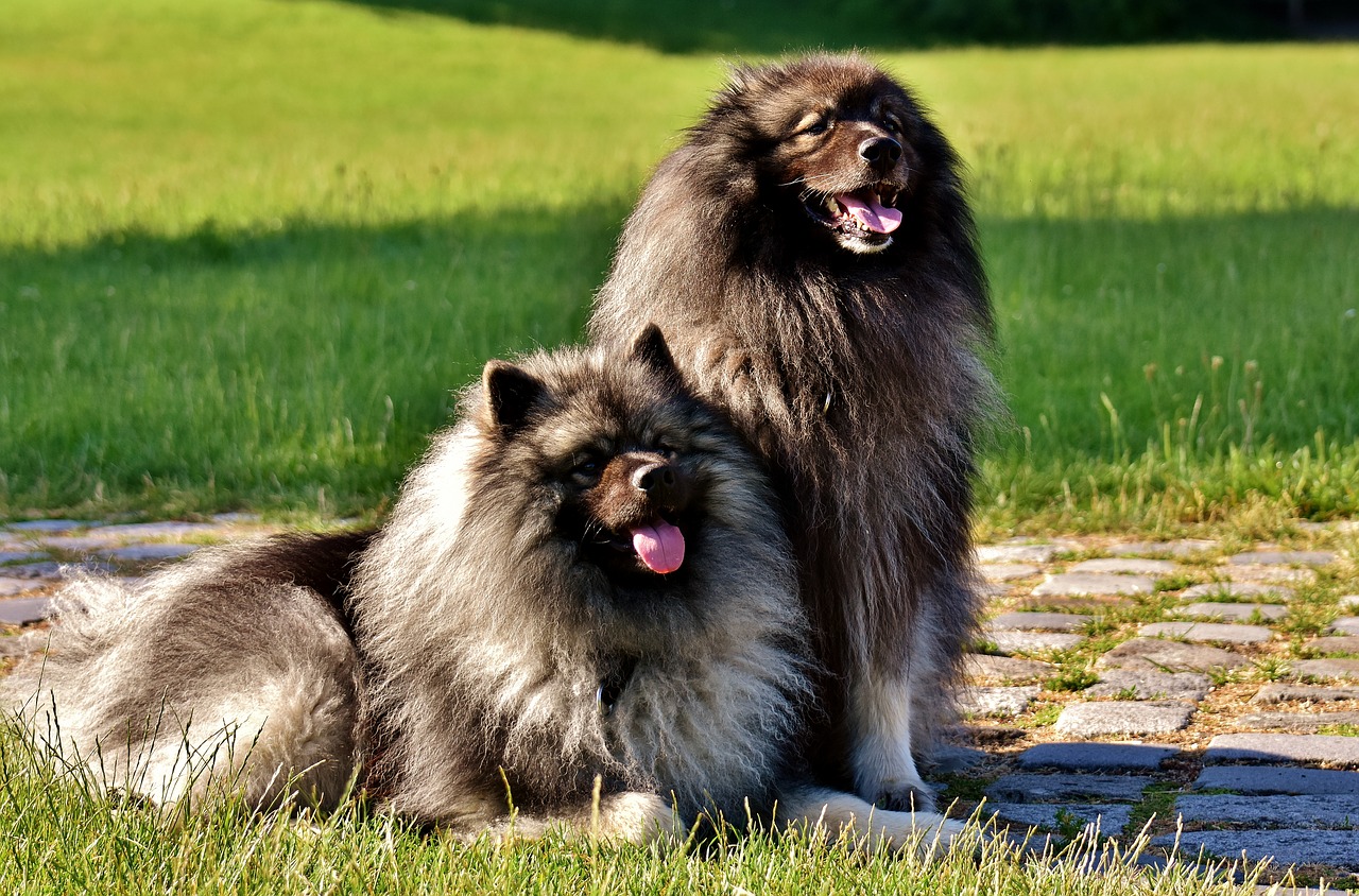 keeshond dogs pointed free photo