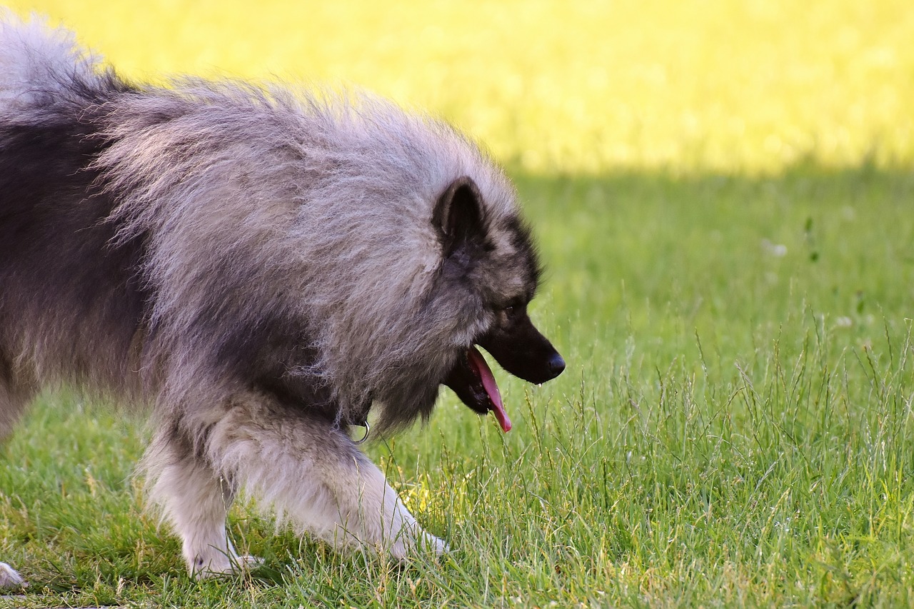 keeshond race dog free photo